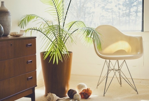 palmera de bamb�